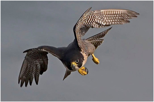 a hawk in flight
